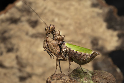 Boxer Mantis