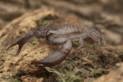 Dwarf Wood Scorpion.jpg