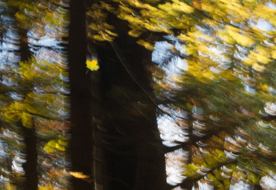 Bois du Coteau, Blainville, Qubec
