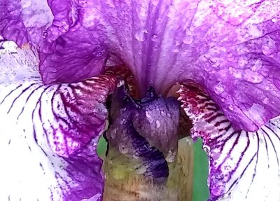 Nature's Garden