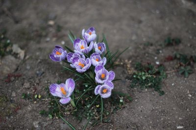 Crocuses