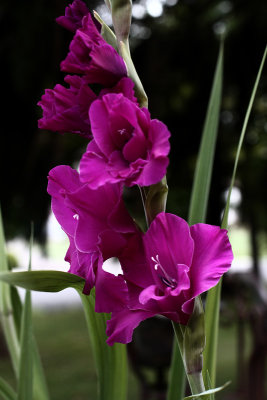 TGIF_Gladioli