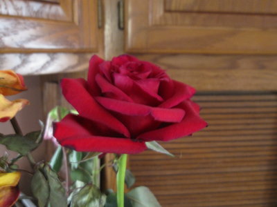 One of my beautiful roses from Mark