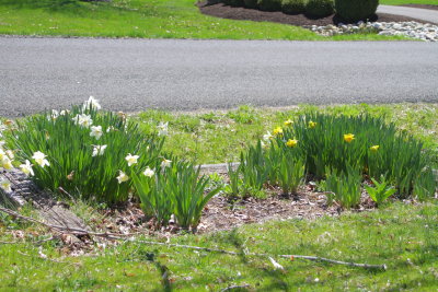 The flowers at my farm