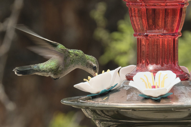 Hummingbirds