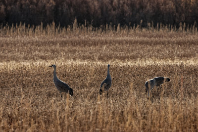 Bosque del Apache NWR