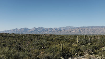 Saguaro National Park