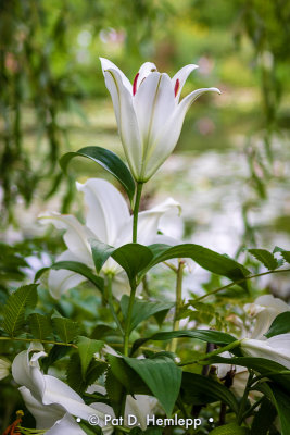 White lily on green