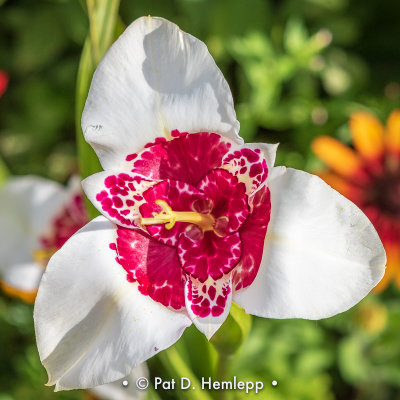 Deep red and white