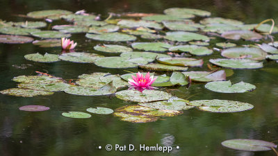 Pink and green