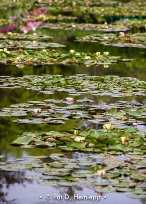 Water garden