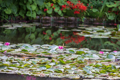 Lilies and pads