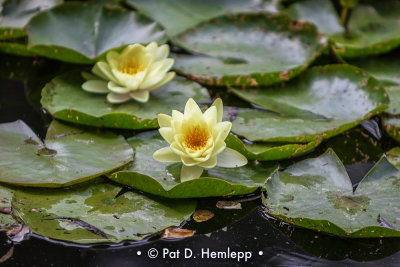 Spots of yellow