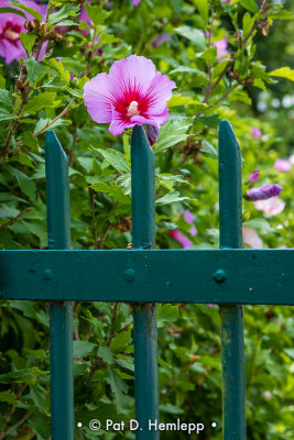 Flowers and fence
