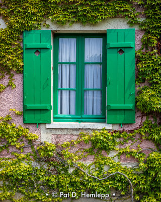 Window and ivy