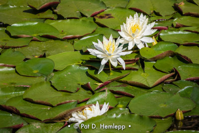 Green and white