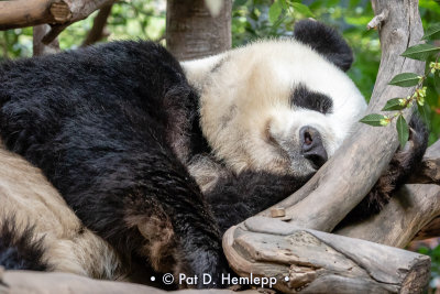 Panda at rest