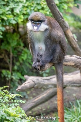 Red-tailed monkey