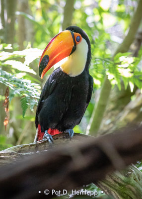 Toucan