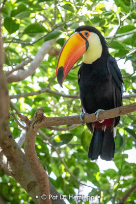 Toucan and leaves