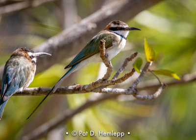 Bee-eaters