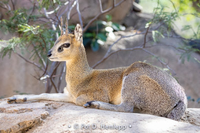 Klipspringer