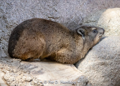 Hyrax at rest