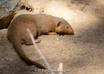 Mongoose