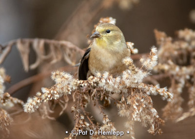 Goldfinch in field