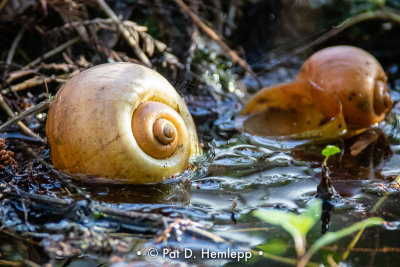 Apple snails