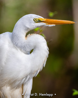 Egret profile