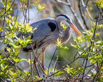 Alone on the nest