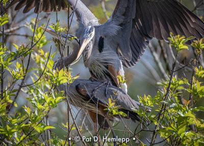 Heron courtship