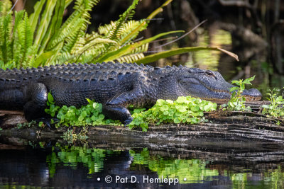 Gator at rest