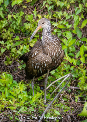 Limpkin and leaves