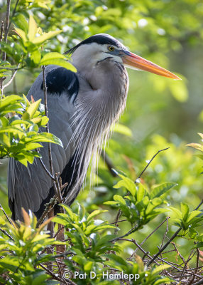 Backlit heron