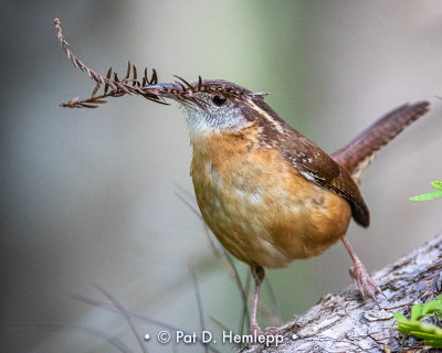 Wren and twig