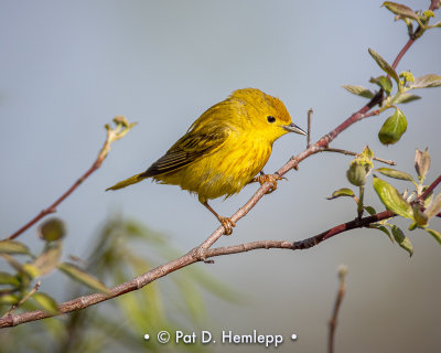 Resting warbler