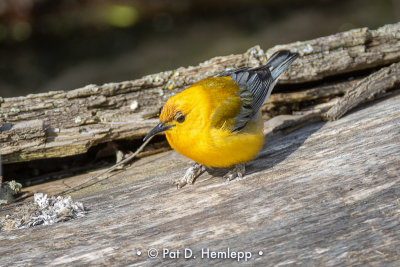 Warbler on log