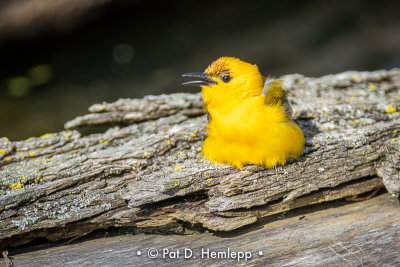 Yellow on a log