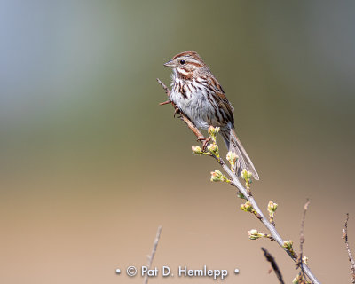 Isolated sparrow