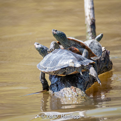Group of turtles
