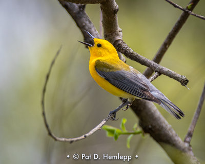 Singing warbler