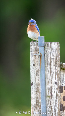 Male bluebird