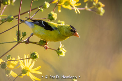 Finch and flowers