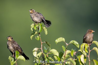 Three blackbirds