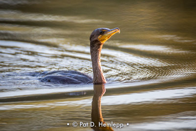 Head above water