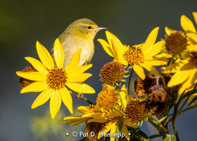 Warbler and flowers