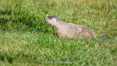 In the grass