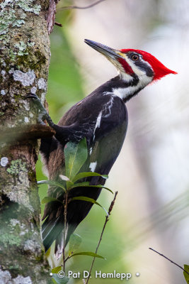 Pileated